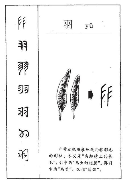 羽部的字|羽字旁的字